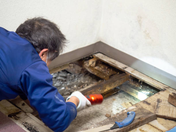 Best Crawl Space Mold Removal  in West Wareham, MA