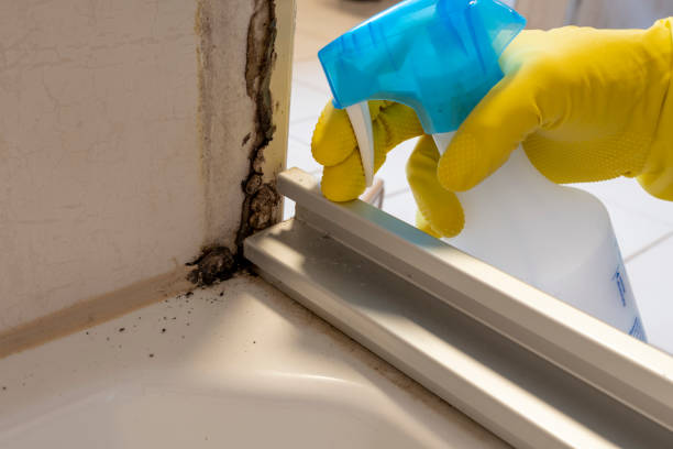 Best Mold Removal Near Me  in West Wareham, MA