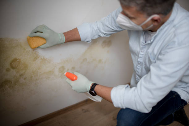 Best Mold Cleaning Services  in West Wareham, MA