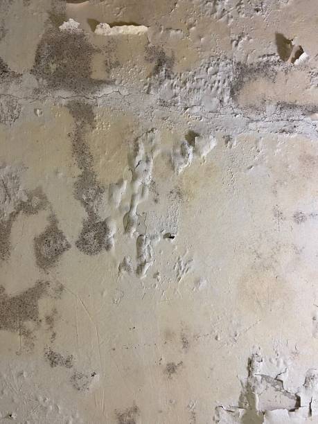 Best Mold Damage Repair  in West Wareham, MA