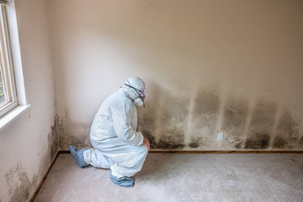 Best Mold Testing  in West Wareham, MA