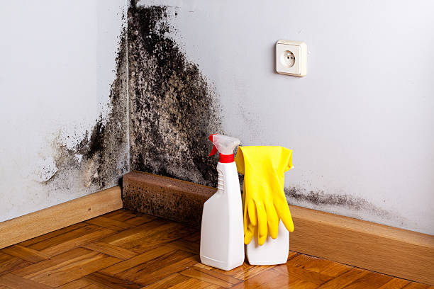 Mold Removal Process in West Wareham, MA